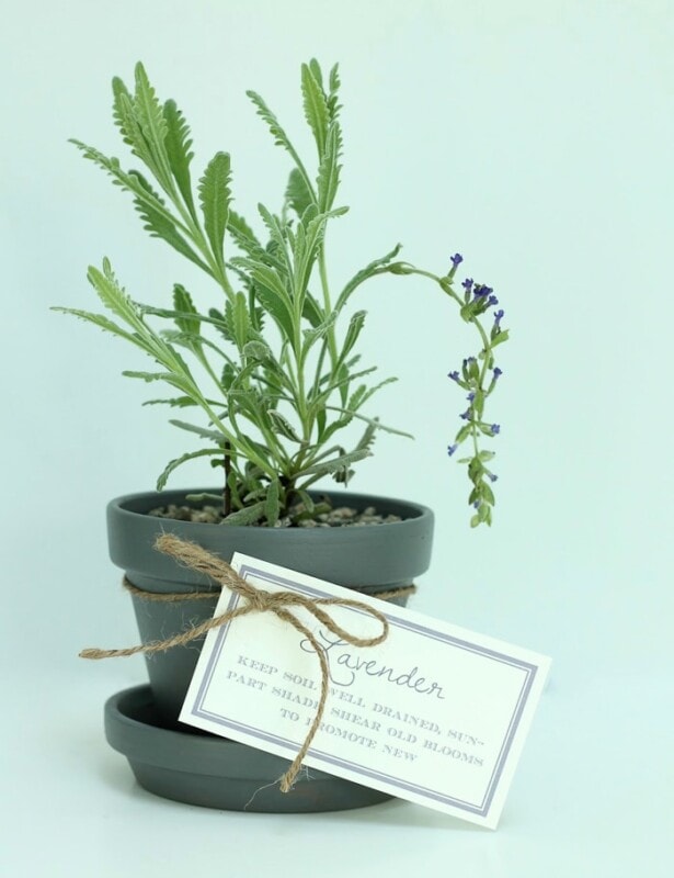 盆栽薰衣草是一件美丽的乔迁礼物，配有免费的可打印礼品标签
