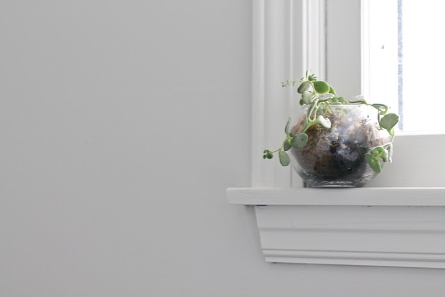 坐在窗户壁架上的植物