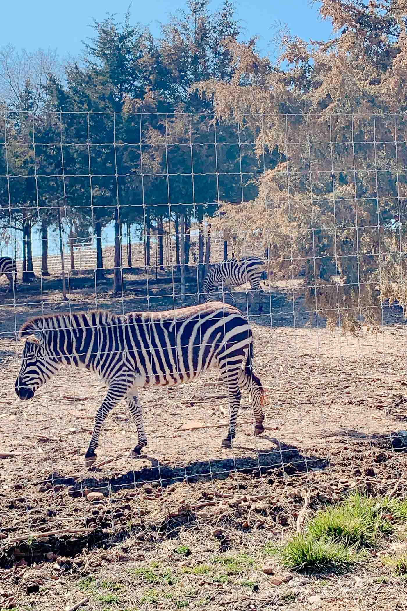 密苏里州布兰森动物园的斑马站在围栏后面。