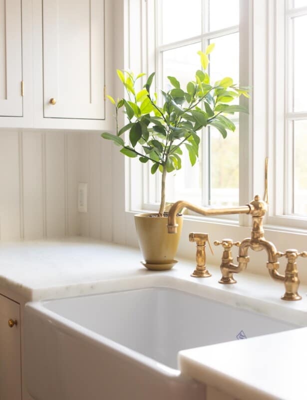 一个白色的厨房水槽区域，带修剪的风格盆栽meyer柠檬树。