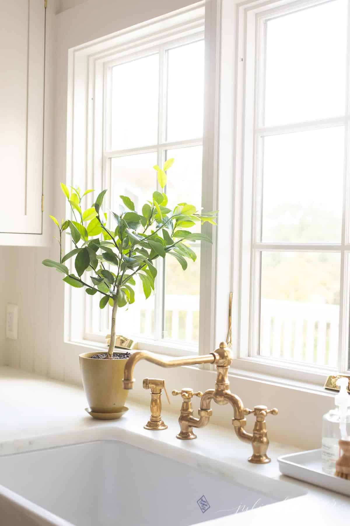 一个白色的厨房水池区，有一棵灌木风格的盆栽梅耶柠檬树。