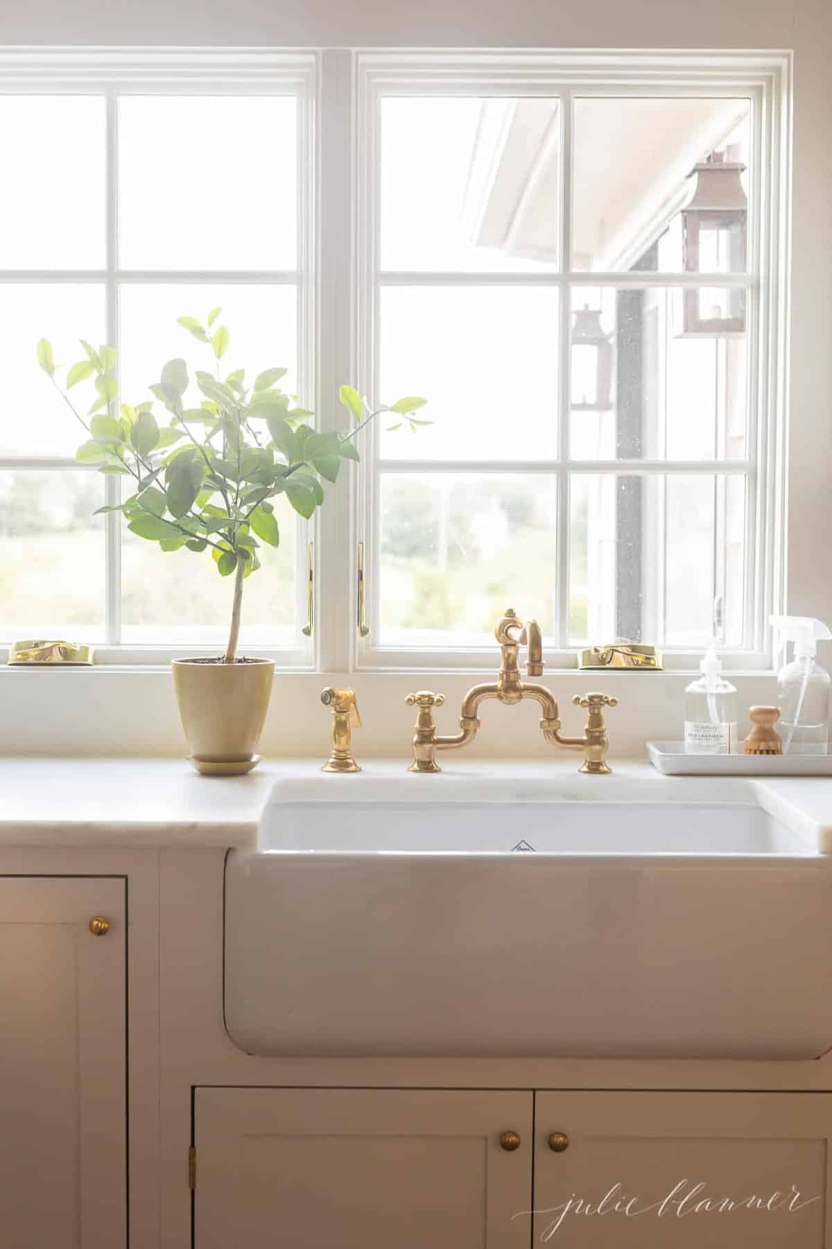 一个白色的厨房水池区，有一棵灌木风格的盆栽梅耶柠檬树。