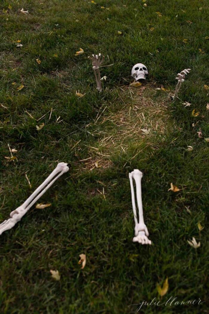 一具骷髅在草丛中偷看万圣节的装饰。