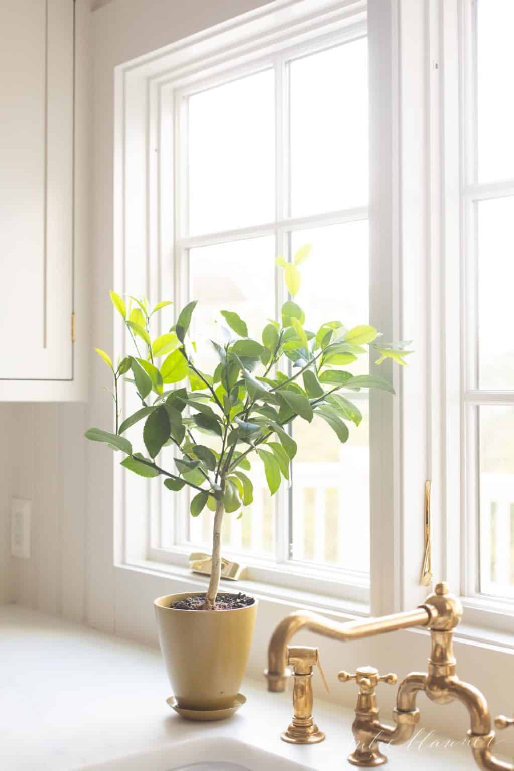 厨房是白色的，水龙头是黄铜的，窗户上的花盆里种着一棵柠檬树。