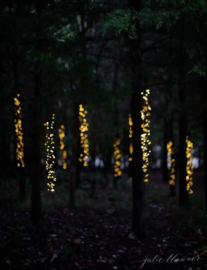 用圣诞彩灯装饰的树林。