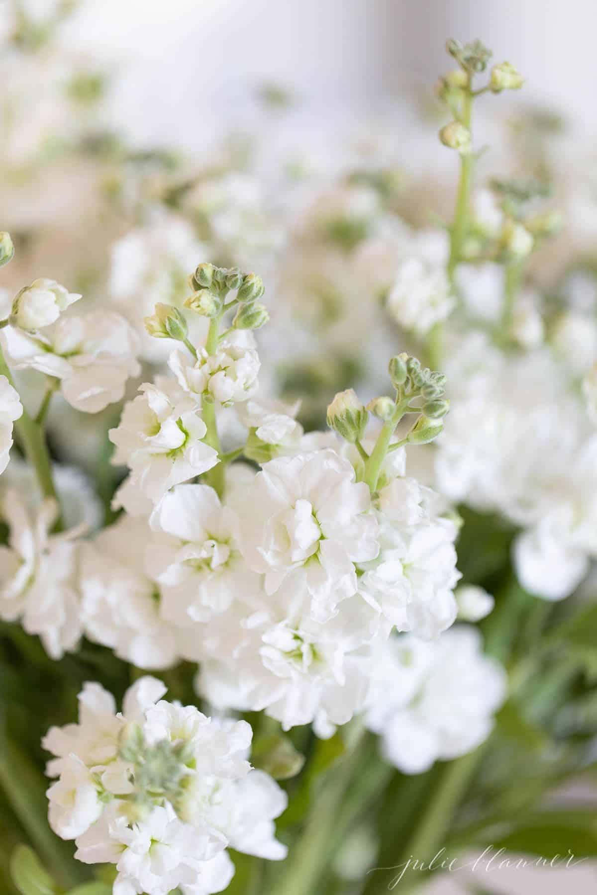 白色原花的特写。
