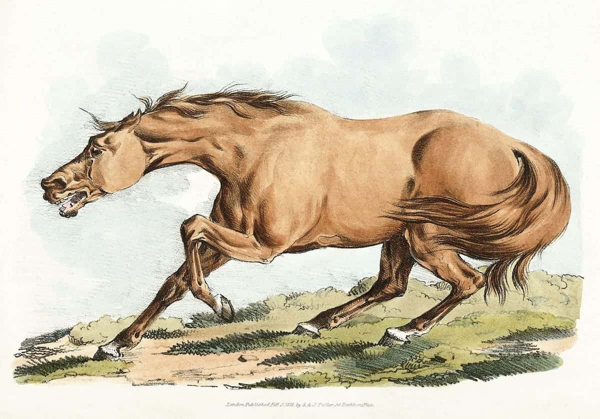 手画一匹马的图片