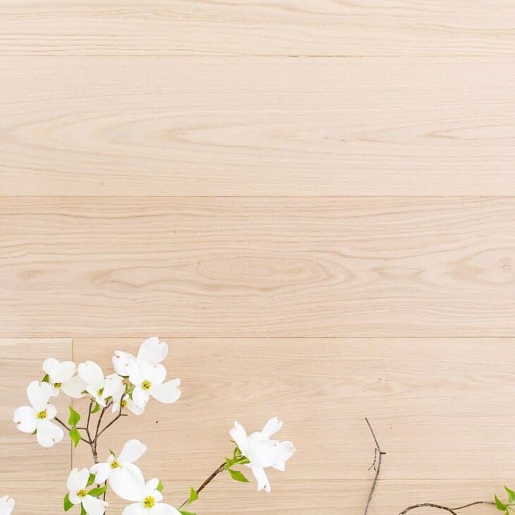 白橡木地板与盛开的白色山茱萸铺设的一个分支。