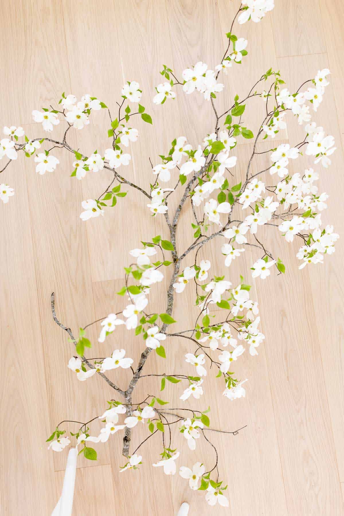 白橡木地板，白色盛开的山茱萸树枝横放。