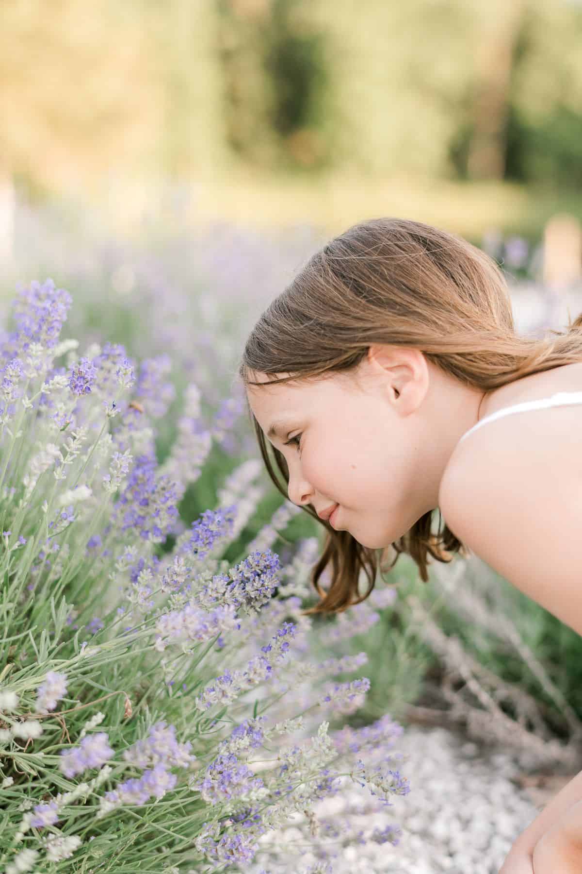 一个小女孩倾向于嗅探英国薰衣草在一个田野中生长。