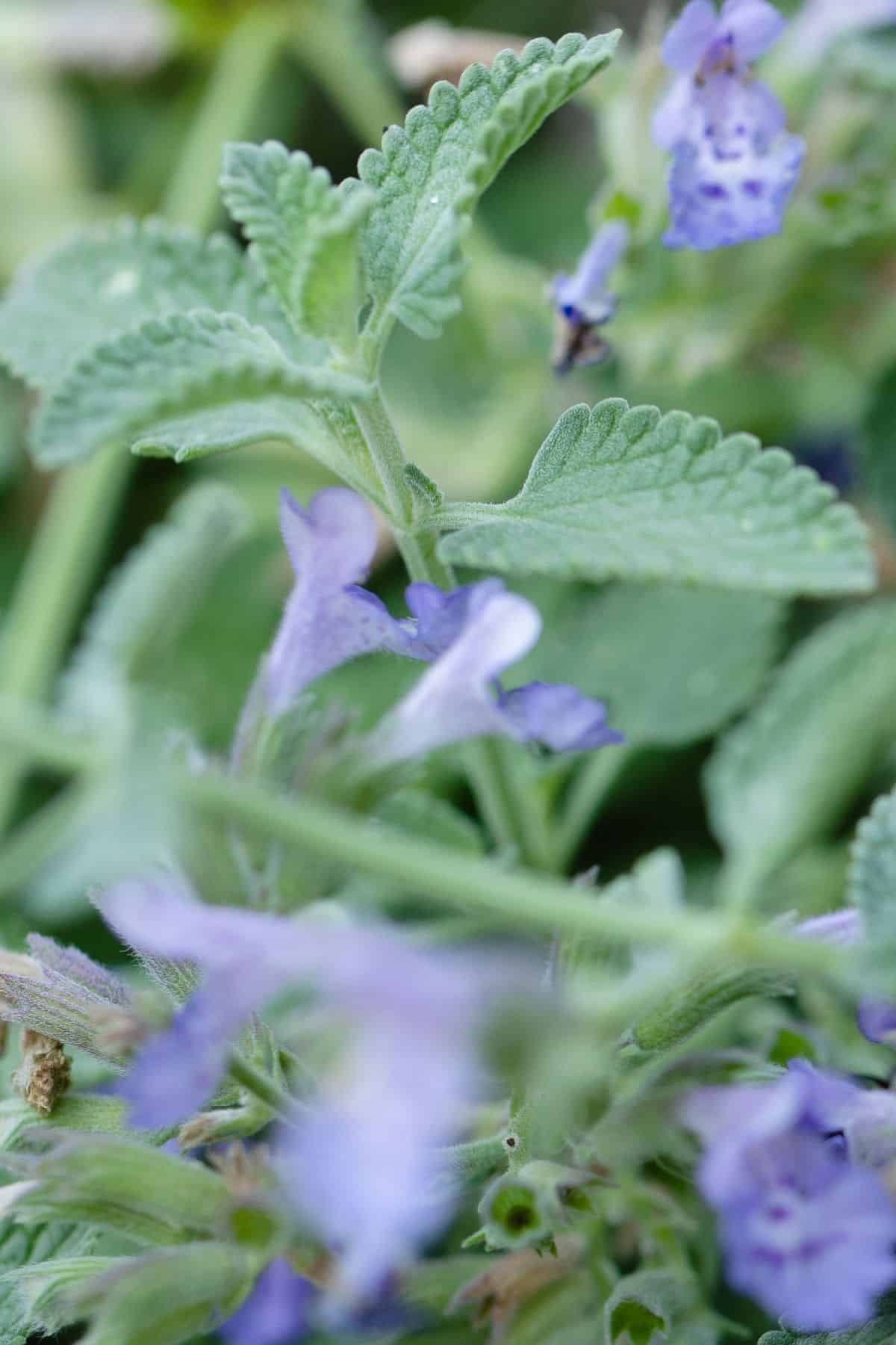 猫薄荷(nepeta faassenii)柔软的薰衣草蓝色花朵的特写