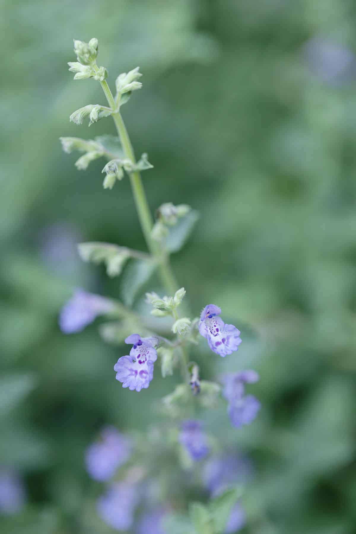 猫薄荷(nepeta faassenii)柔软的薰衣草蓝色花朵的特写